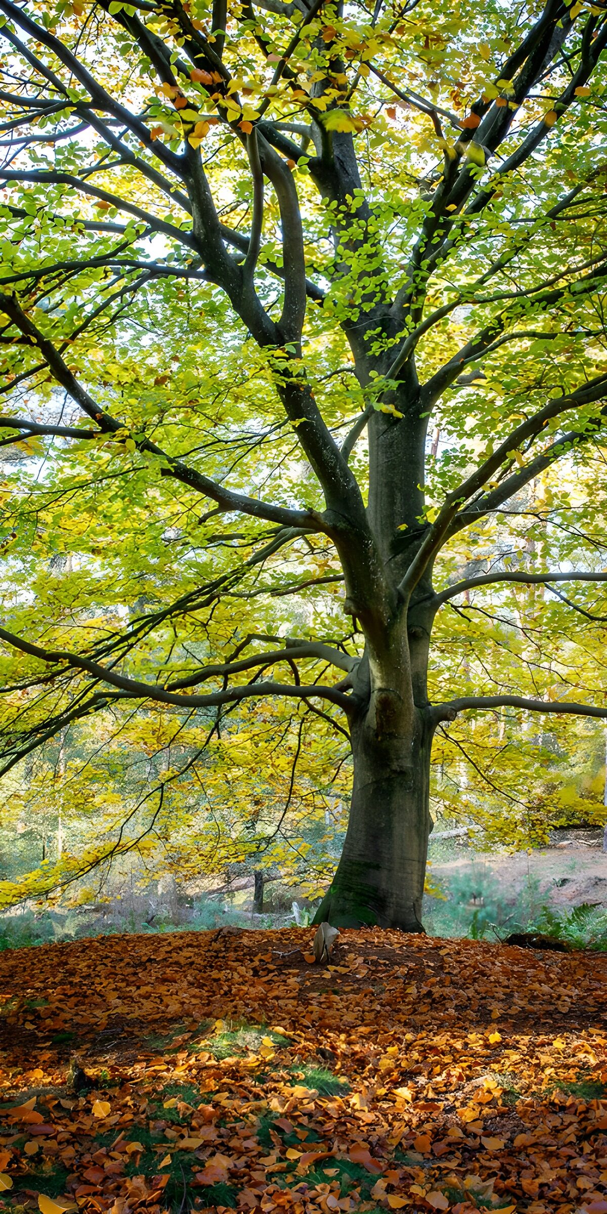 OCUK71008: Autumn Tree Canopy