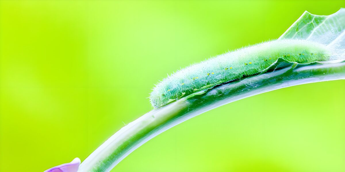 Bright Green Caterpillar on a Leaf