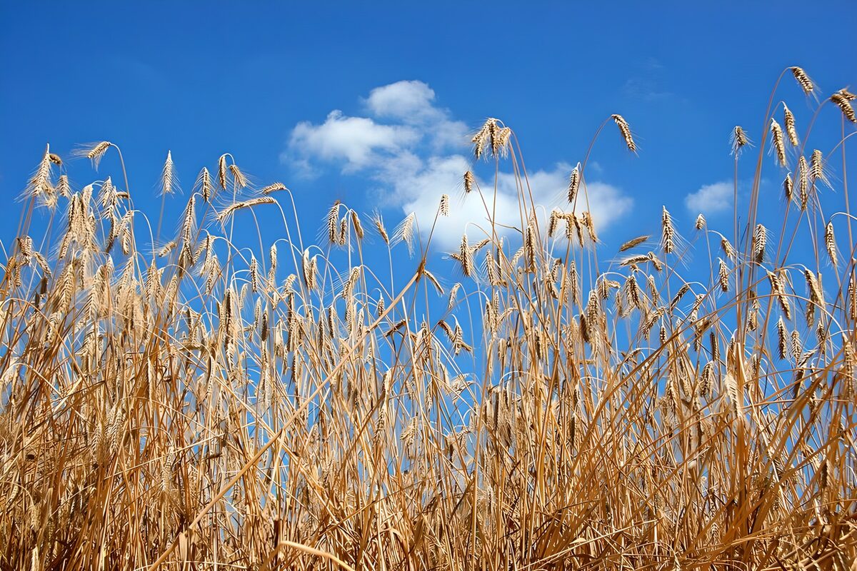 OCUK60574: Golden Wheat Against a Blue Sky
