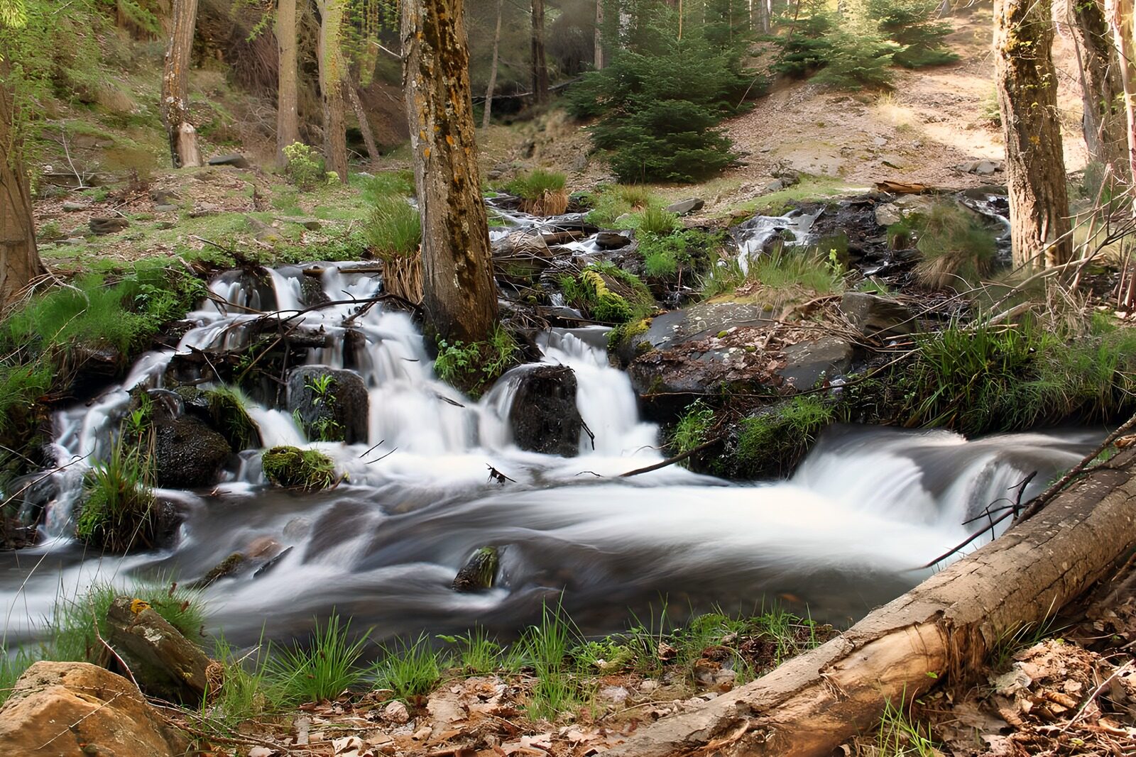 OCUK52352: Tranquil Forest Stream