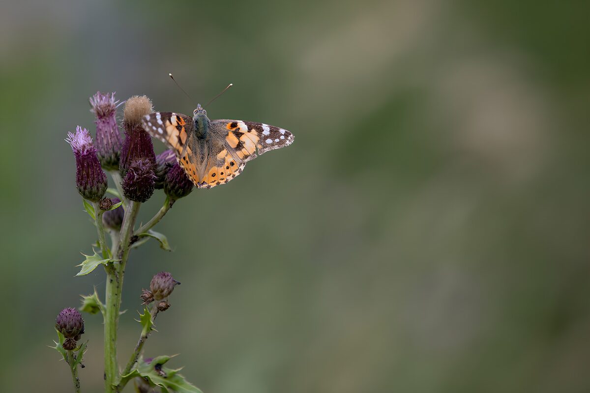Vibrant Butterfly on Thistle Bloom