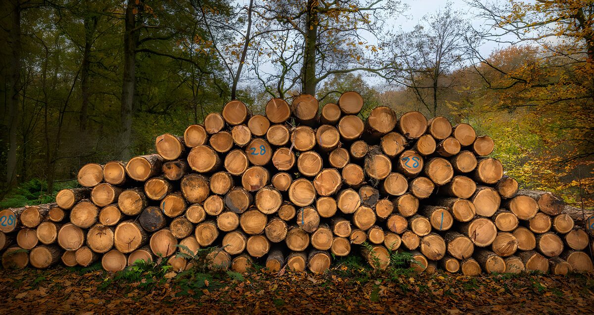 OCUK99472: Stacked Logs in Autumn Forest