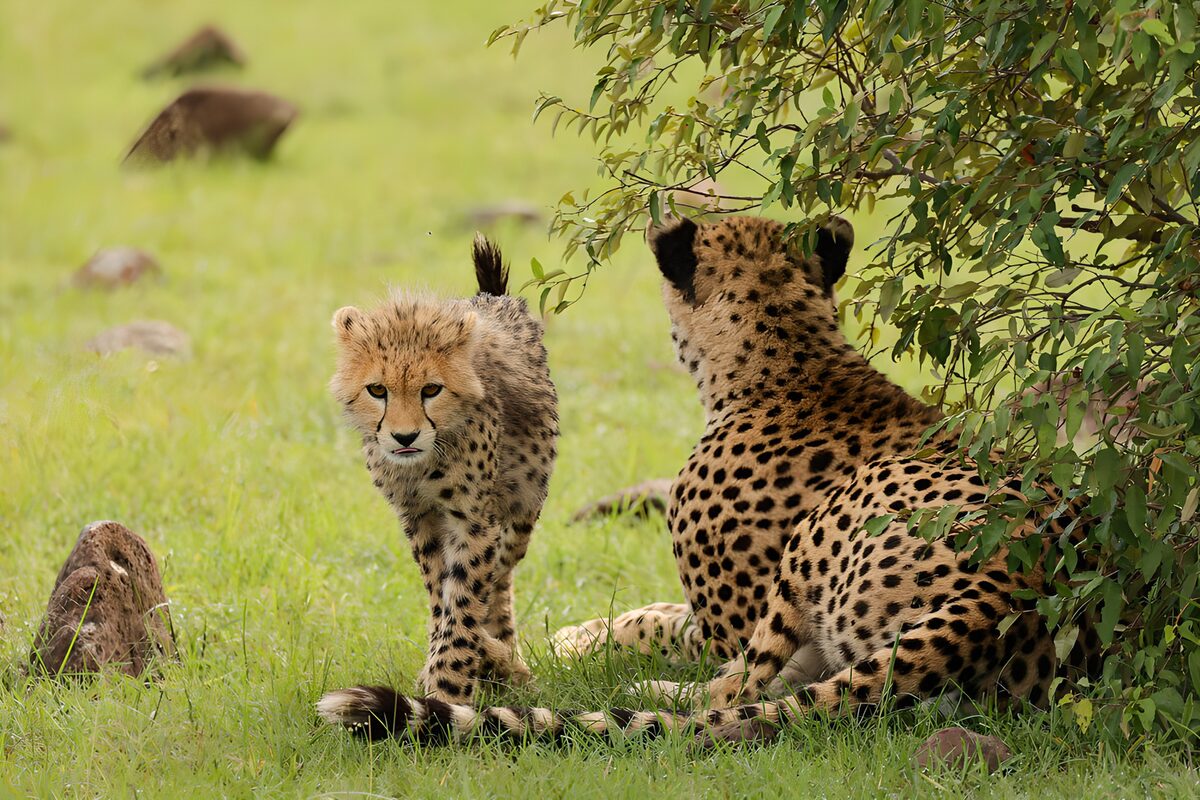 Cheetah Mother and Cub in the Wild