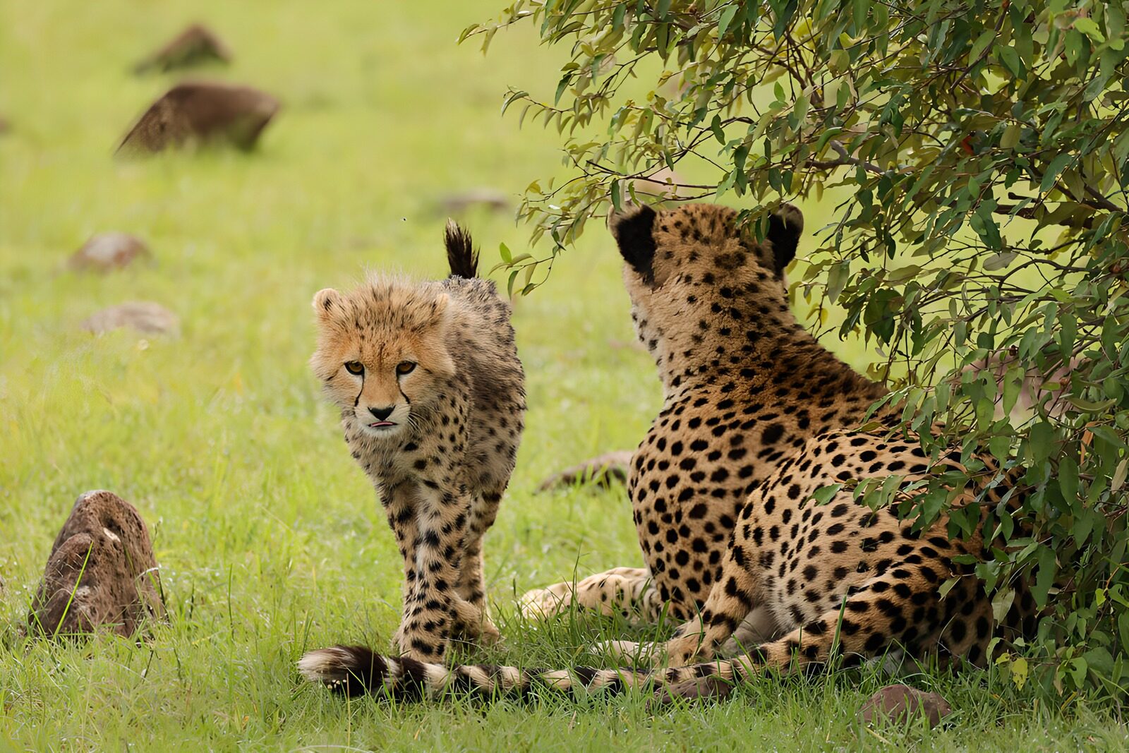 OCUK78009: Cheetah Mother and Cub in the Wild