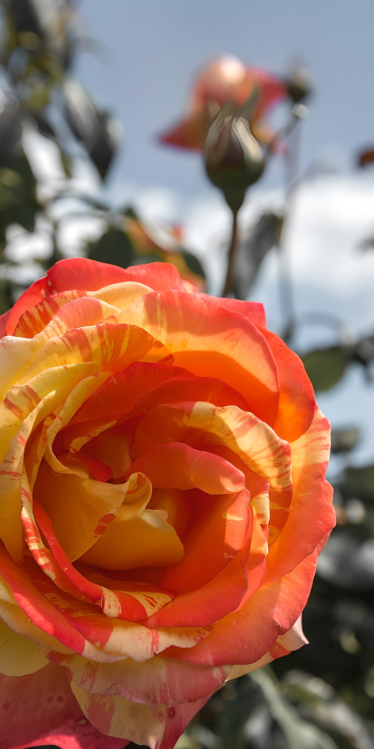 OCUK31546: Sunrise Rose Blossom