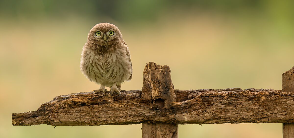Curious Little Owl on a Wooden Perch