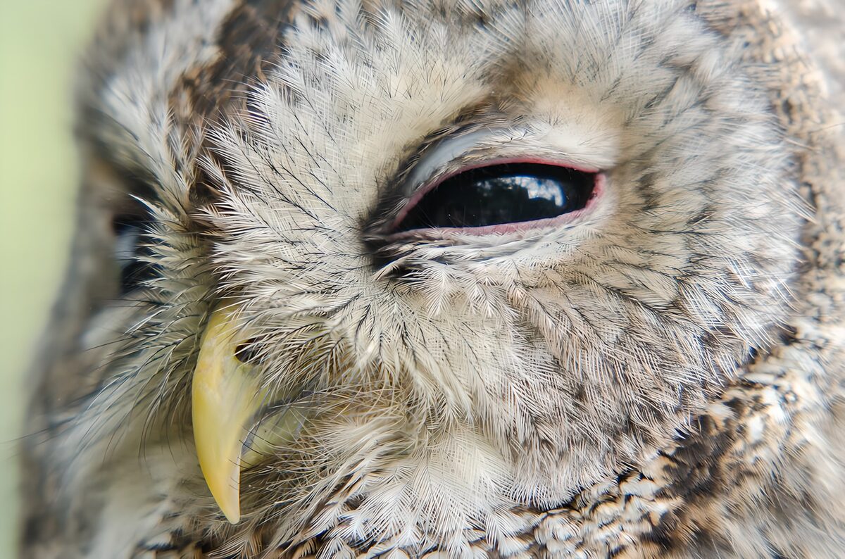 OCUK81471: Close-Up of a Serene Owl