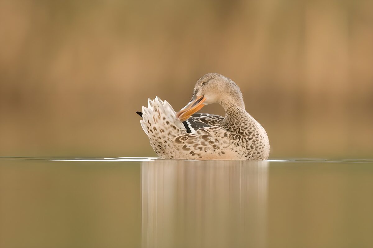 OCUK66095: Graceful Duck Preening in Still Water