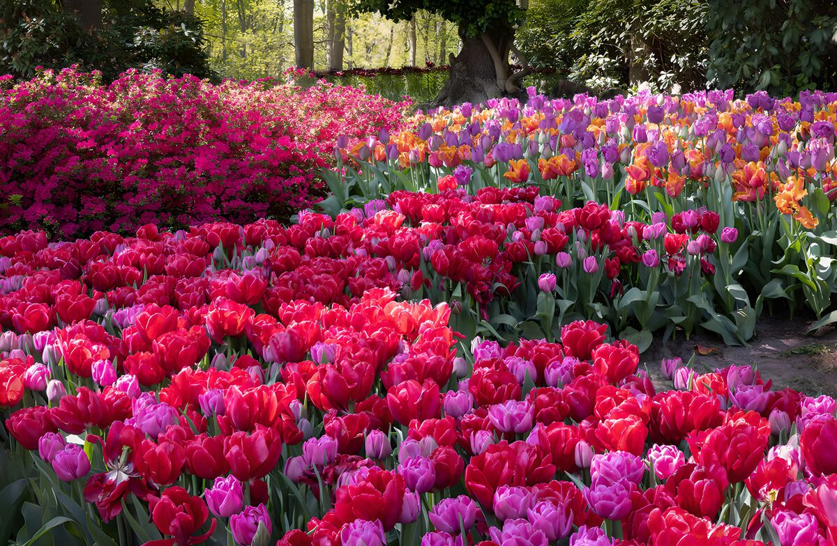 Vibrant Tulip Garden in Full Bloom