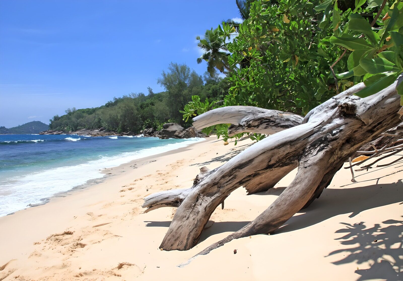 OCUK43689: Serene Beach with Driftwood