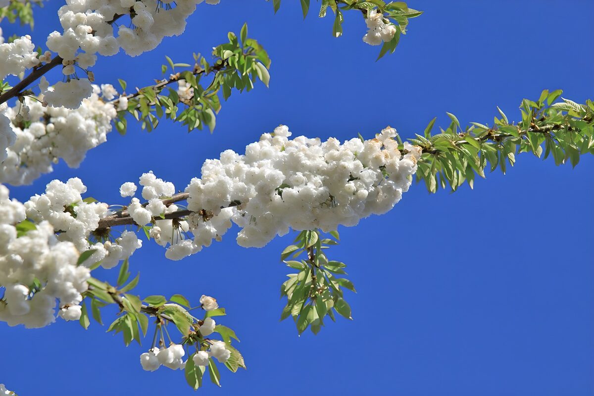 OCUK17320: White blossom 2