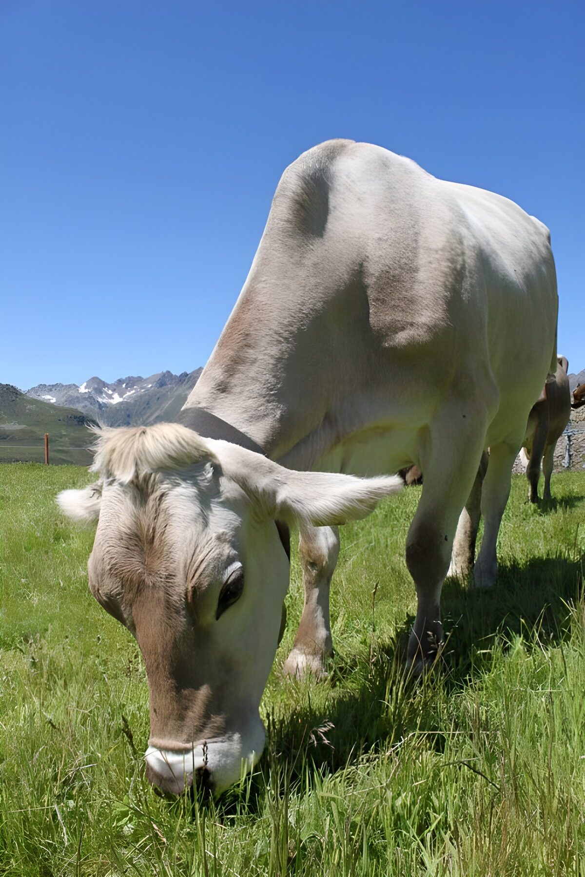 OCUK16737: Cow in Alpine meadow