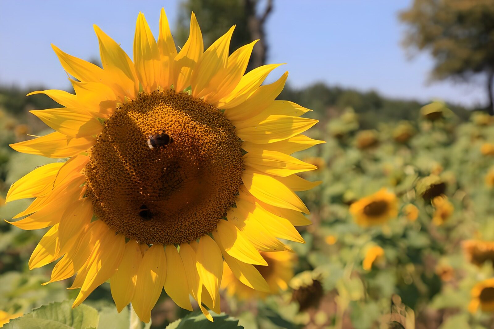 OCUK55756: Vibrant Sunflower Bloom with Bees