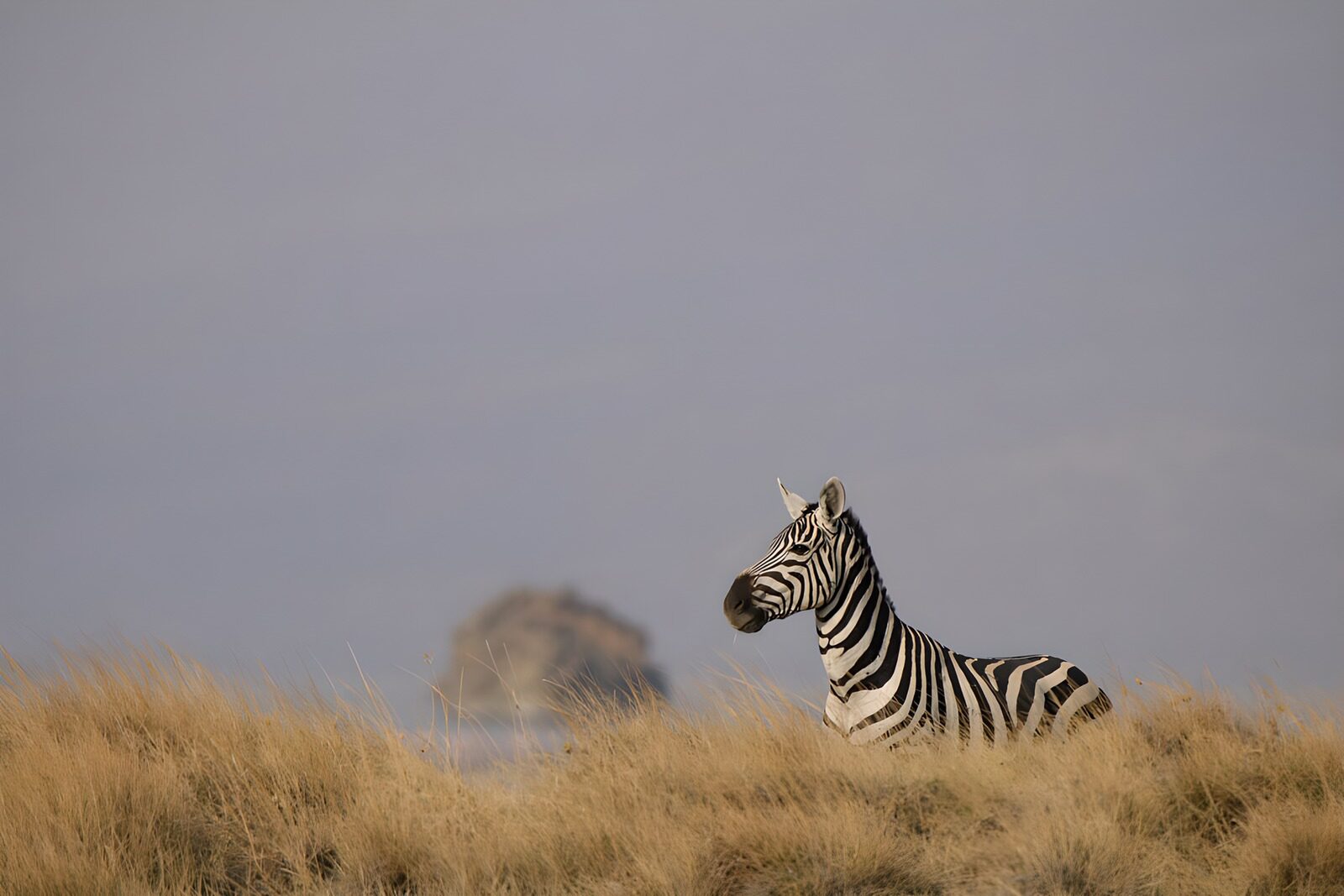 OCUK98322: Majestic Zebra in Tall Grass
