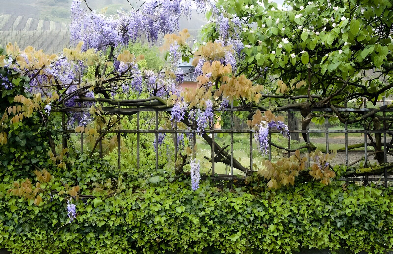 OCUK12983: Gate covered with blue Wisteria and Ivy