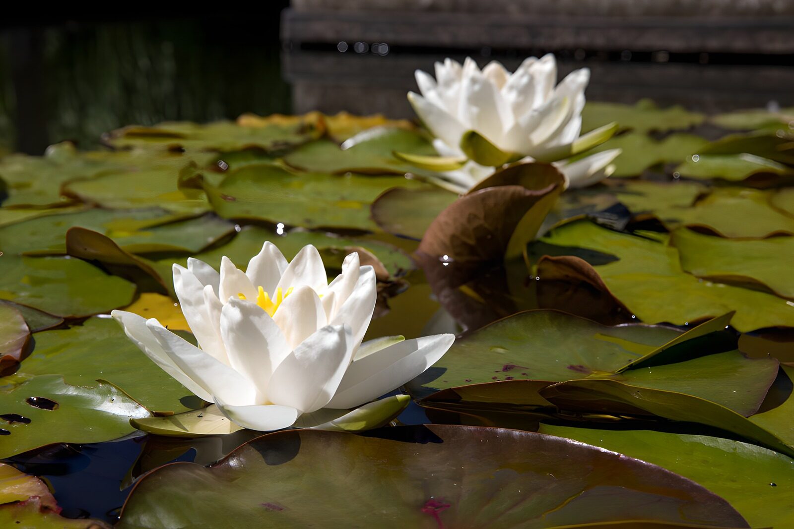 OCUK49184: Tranquil Water Lilies in Blossom