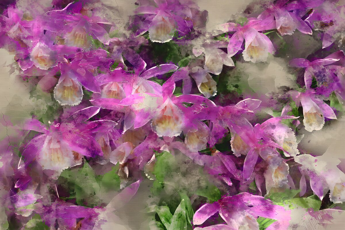 OCUK76711: Vibrant Orchid Blossoms