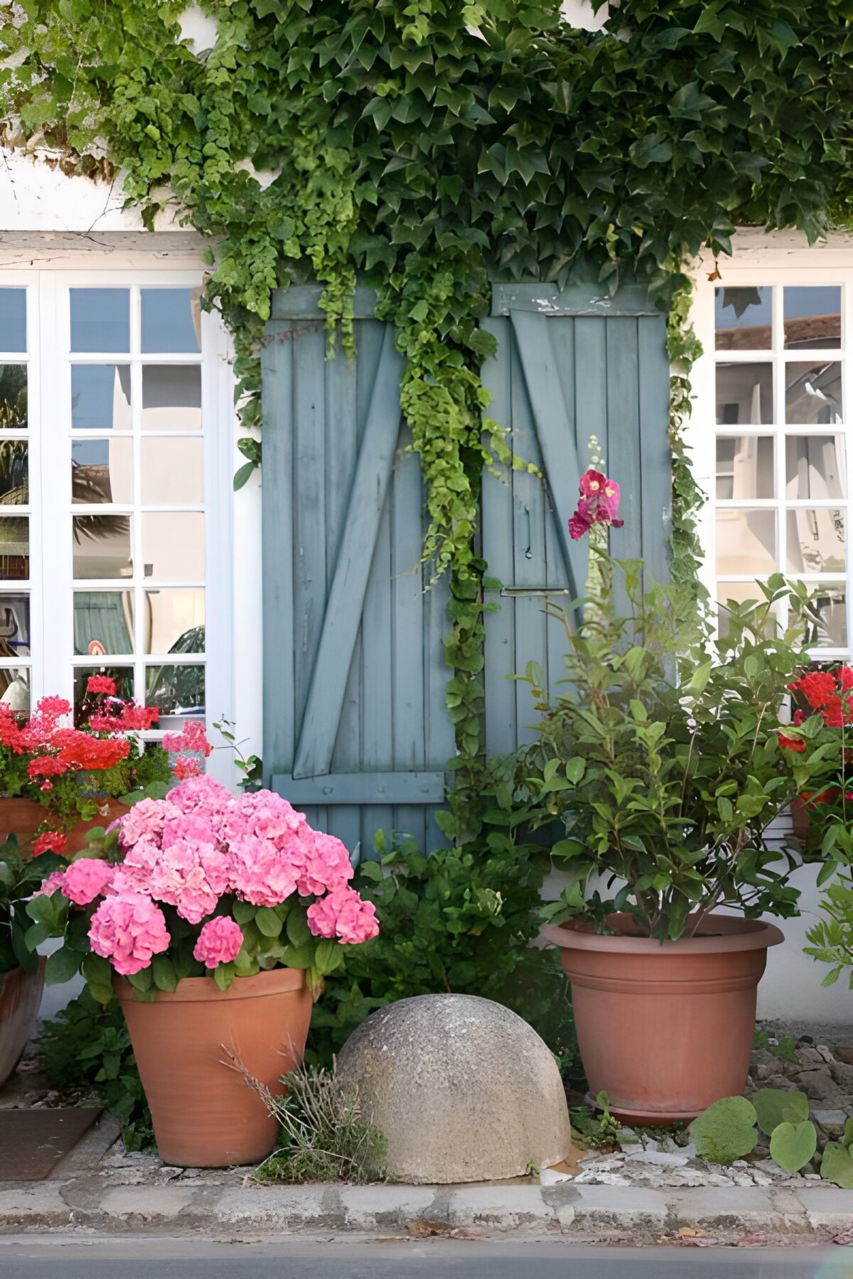 Flowers and plants in pots next to shutters with ivy.
