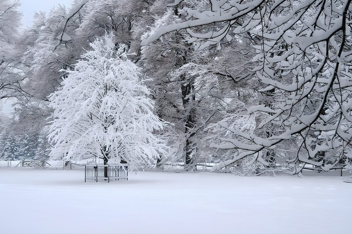 Winter Wonderland in Snow