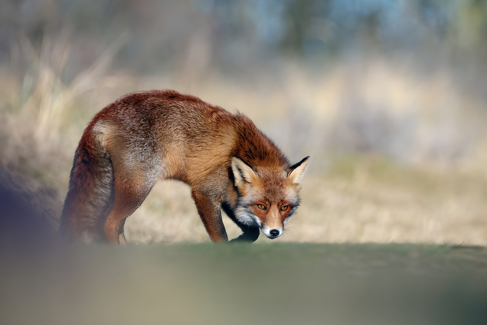 OCUK28358: Fox in a Natural Habitat