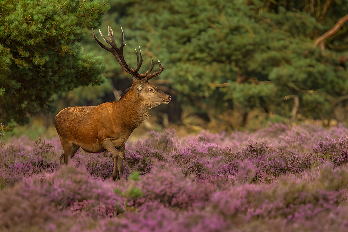 Majestic Stag in Blooming Heather