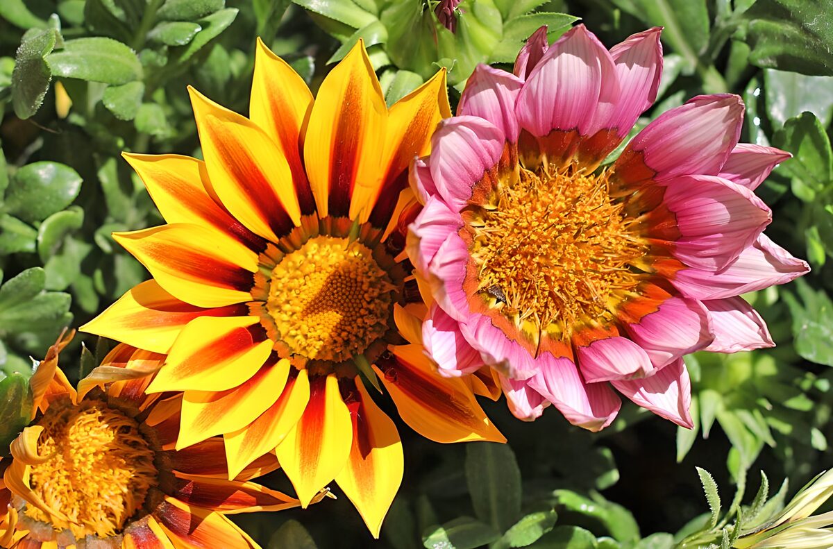 OCUK11071: Vibrant Blossoms in Full Bloom