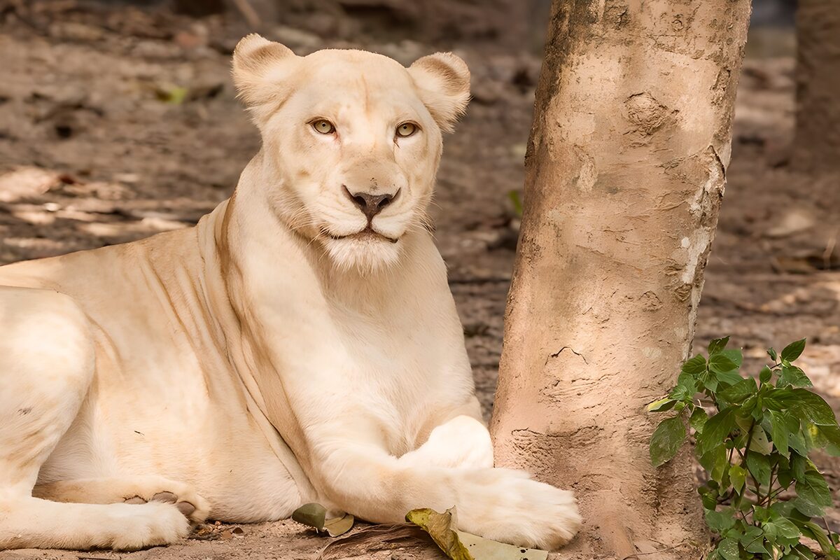 Majestic White Lion Relaxing in Nature