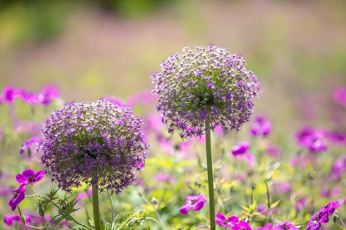 Elegant Purple Blossoms in Bloom