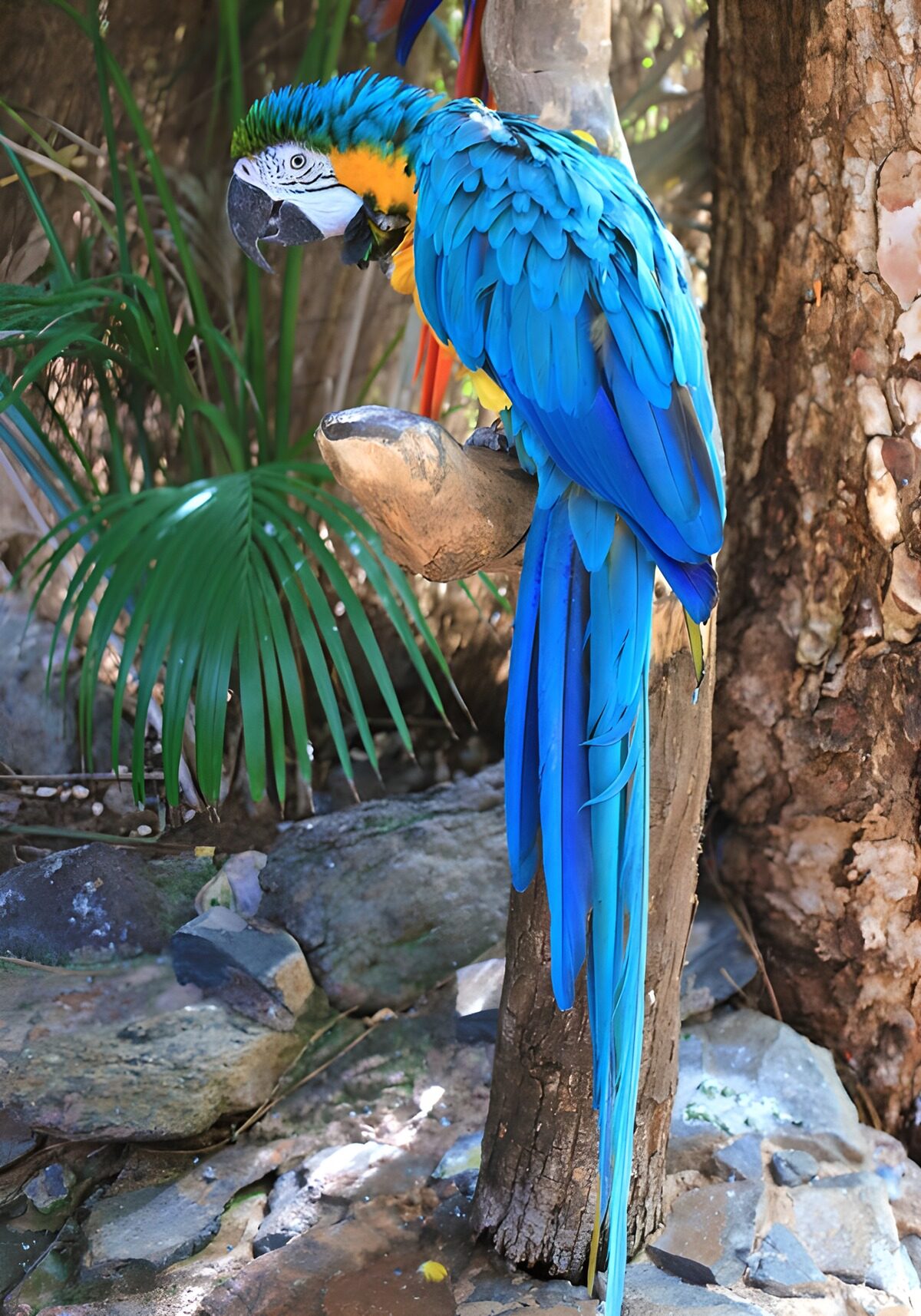 OCUK81309: Majestic Blue Macaw Perched on a Branch