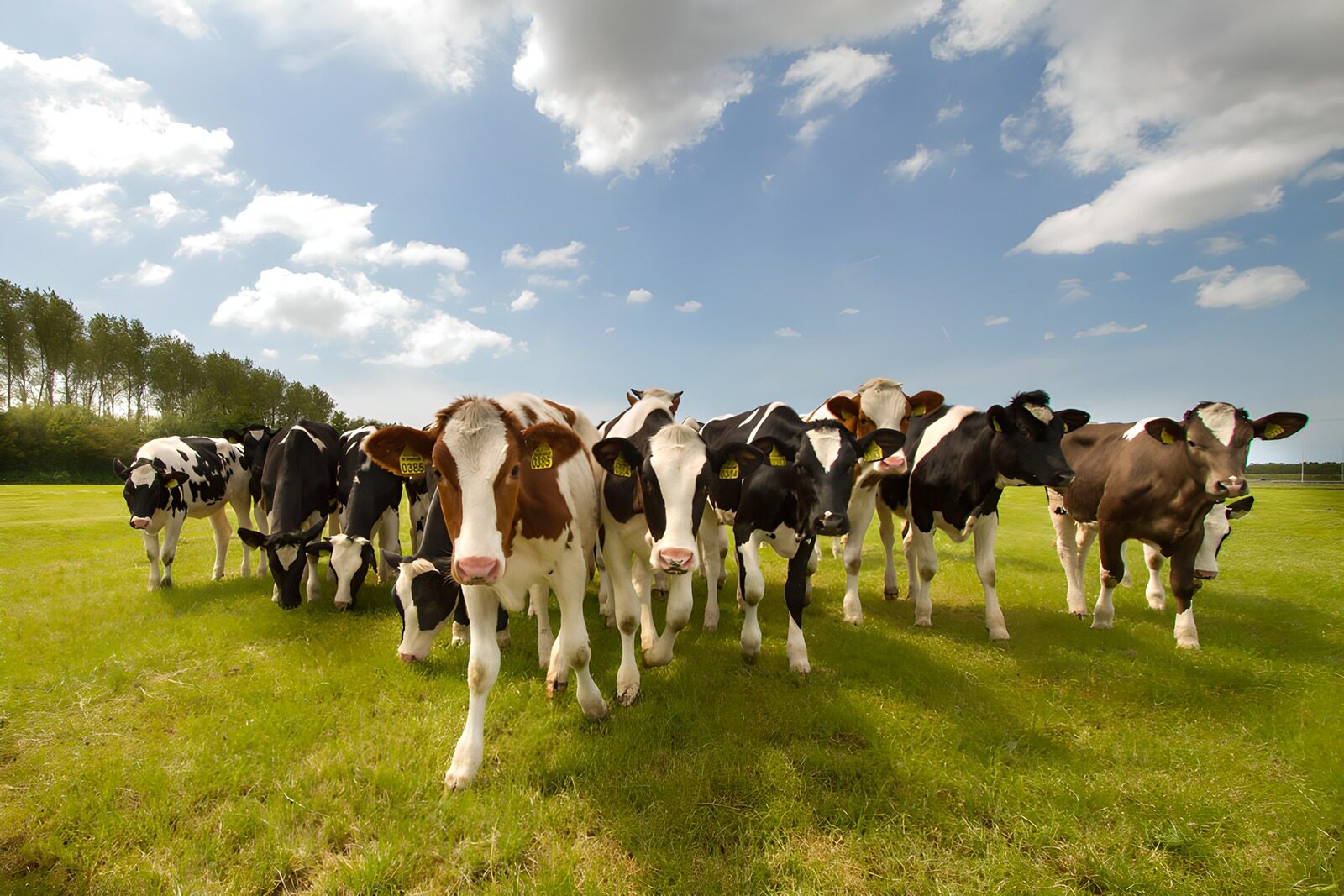 OCUK36491: Herd of Cows in the Meadow