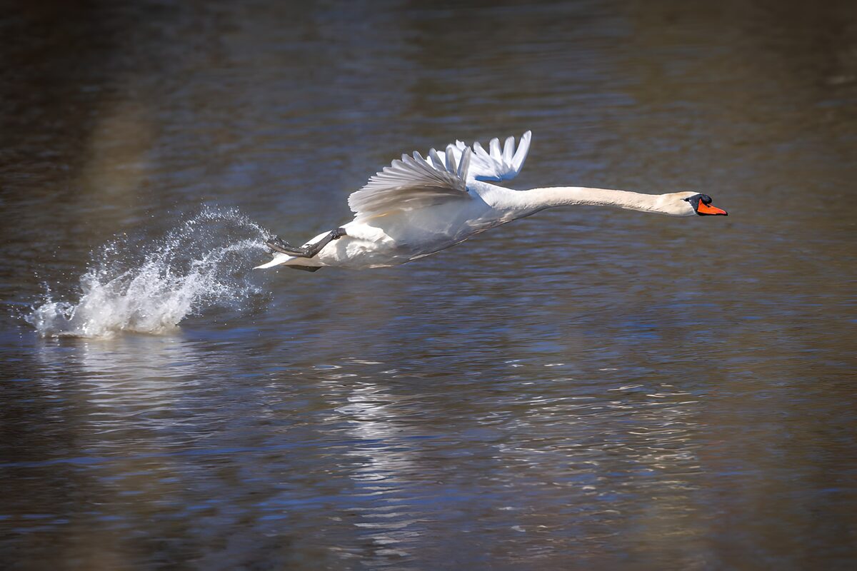 OCUK49138: Majestic Swan in Flight