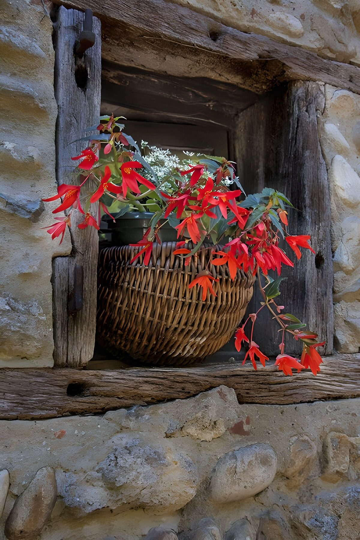 OCUK10259: Vibrant Blooms in a Rustic Window