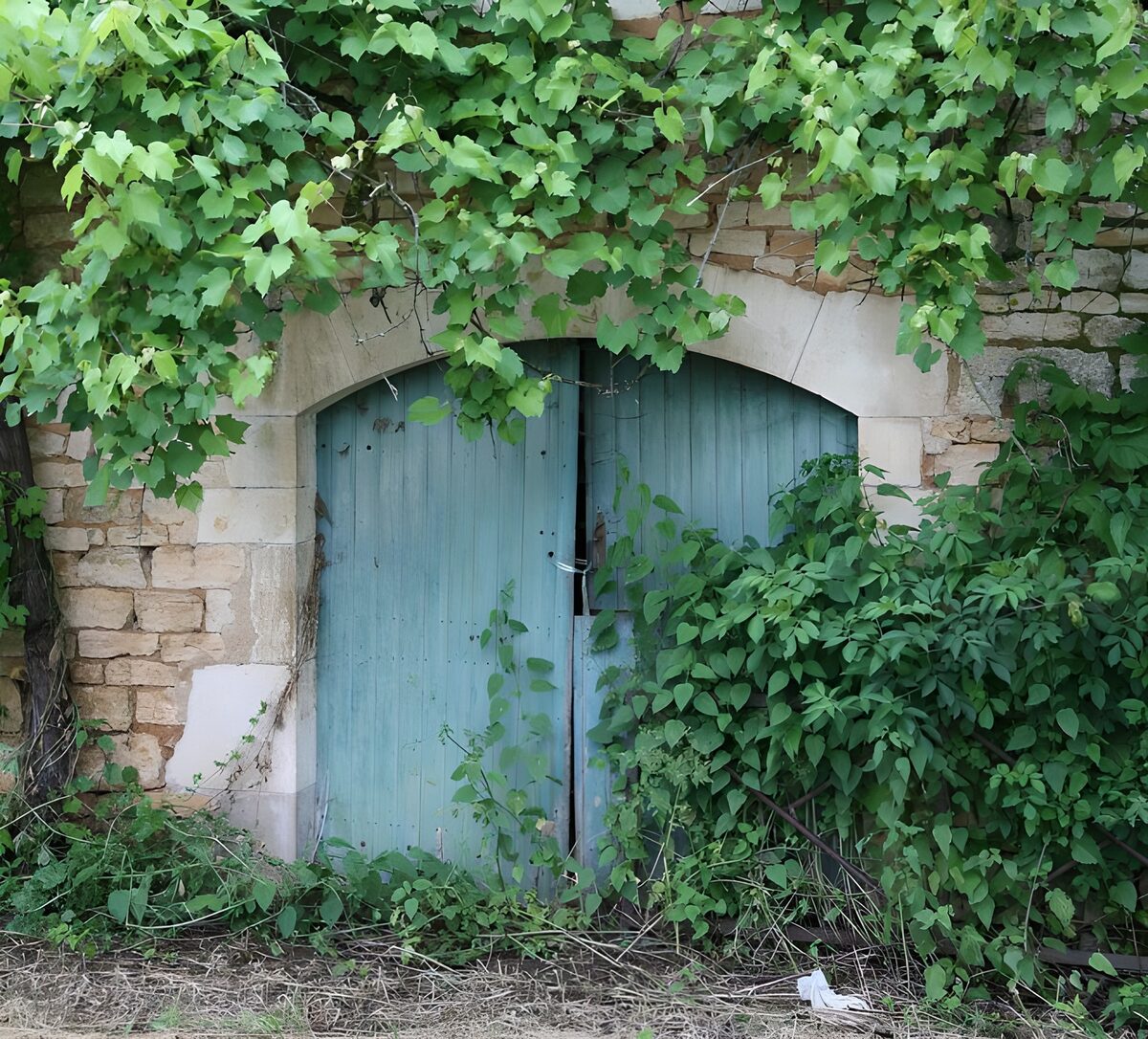 French wall  with old blue door and vines
