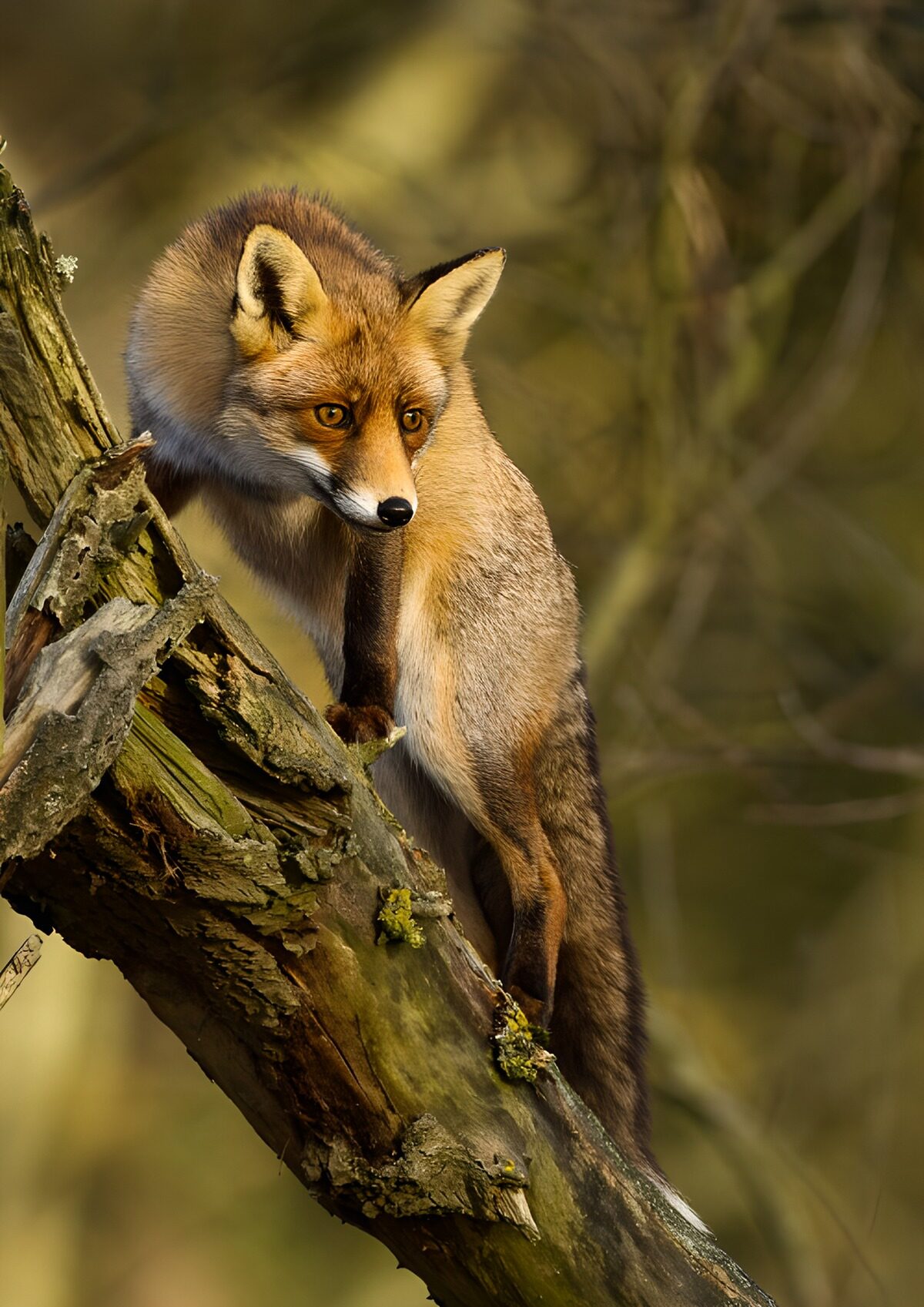 OCUK43207: Curious Fox on a Branch