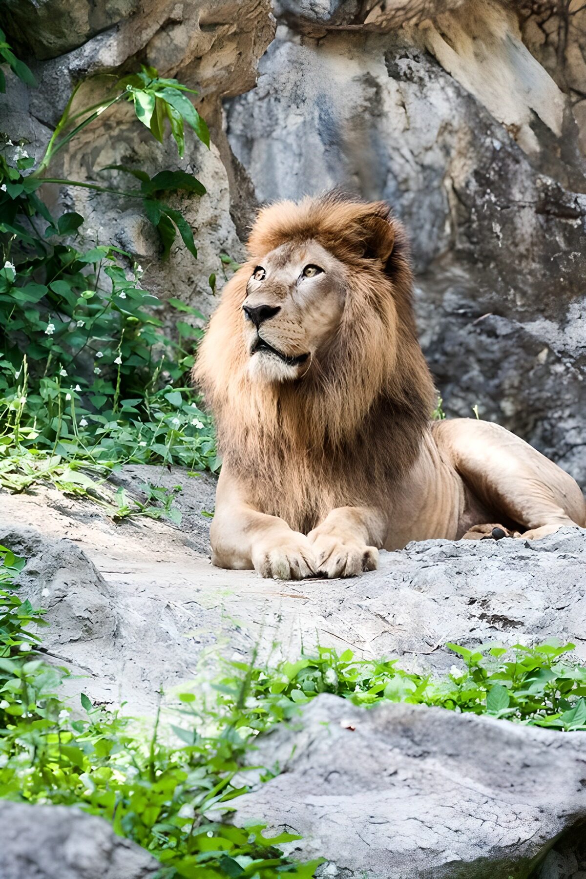Majestic Lion in Nature
