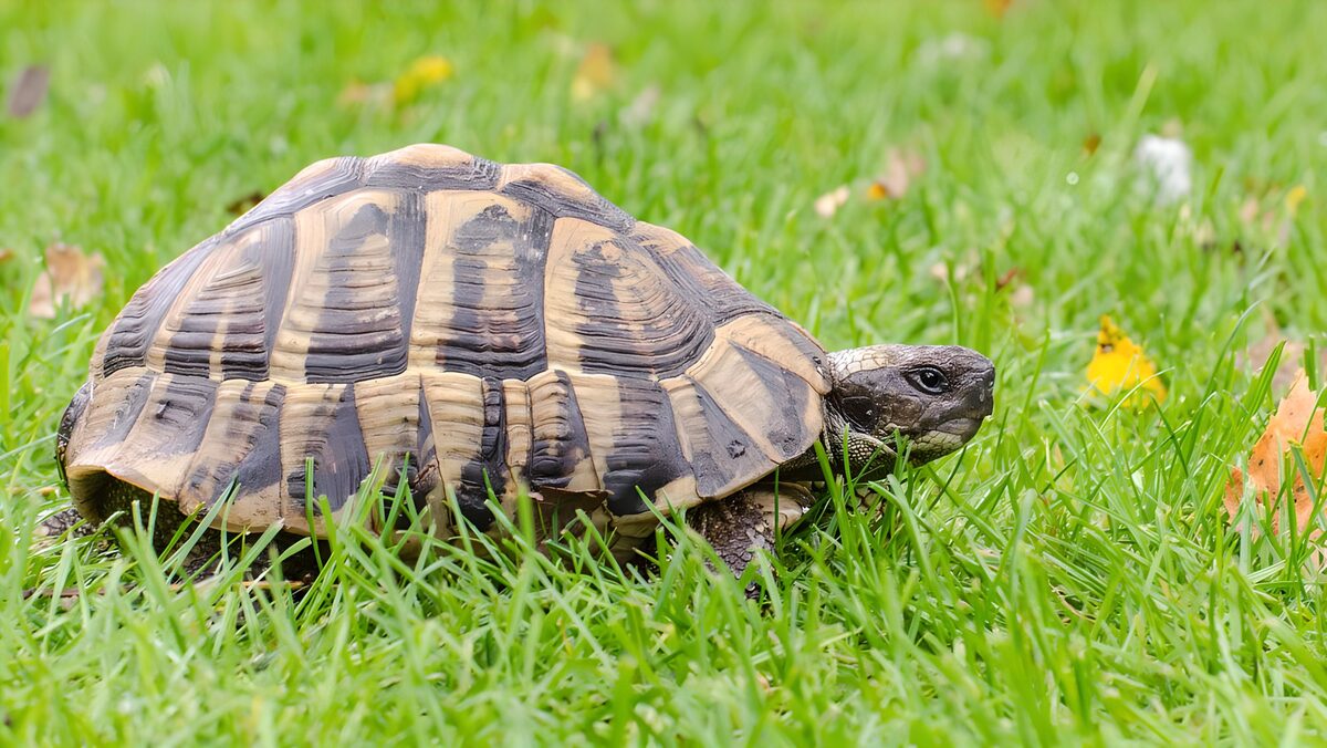OCUK39390: Spotted Tortoise Grazing on Green Grass