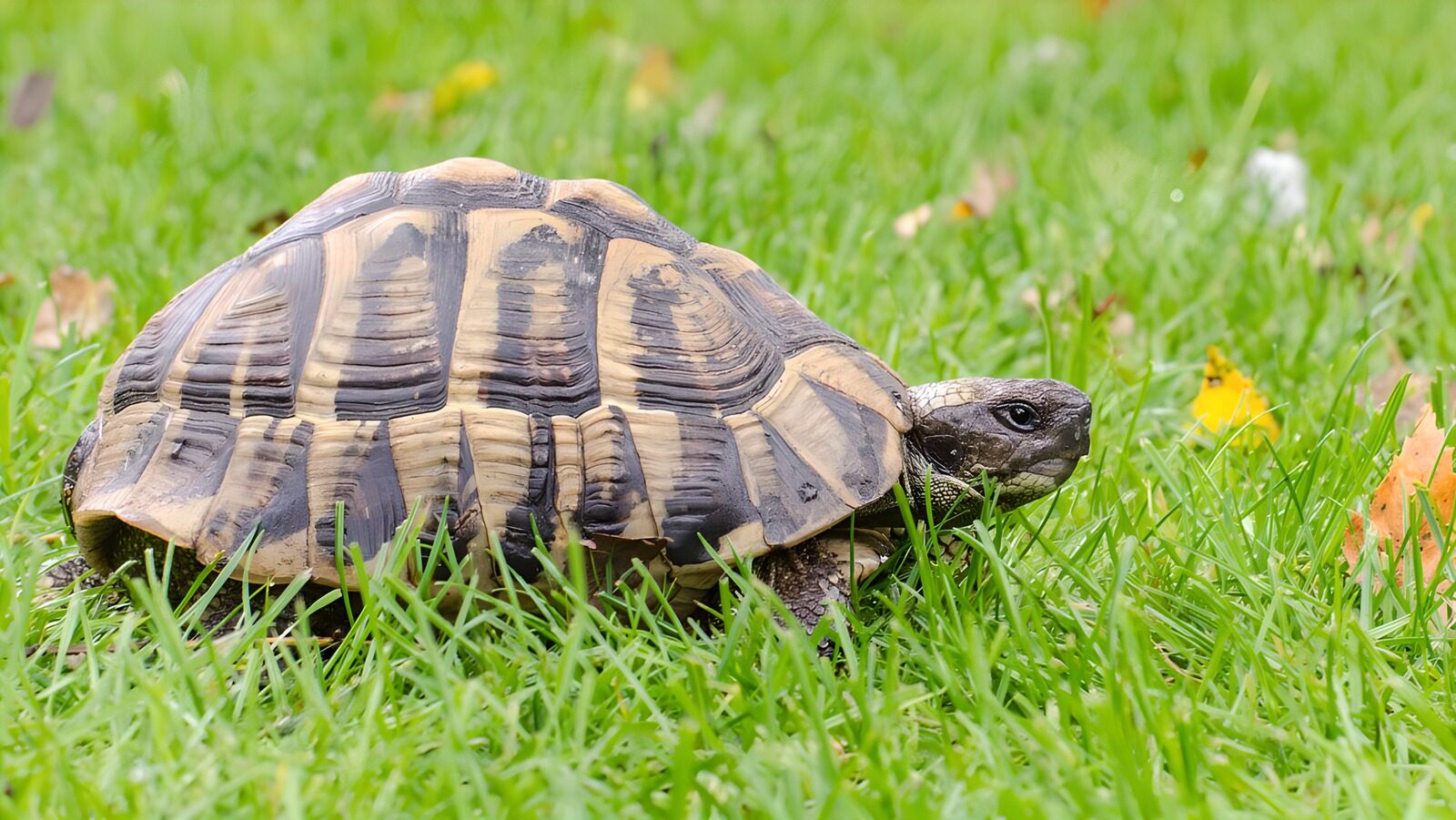 OCUK39390: Spotted Tortoise Grazing on Green Grass