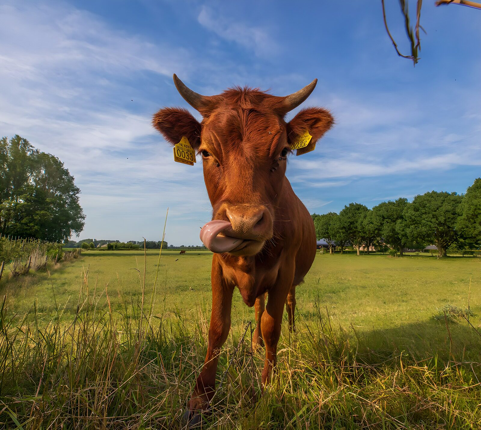 OCUK62094: Curious Cow in Green Pastures