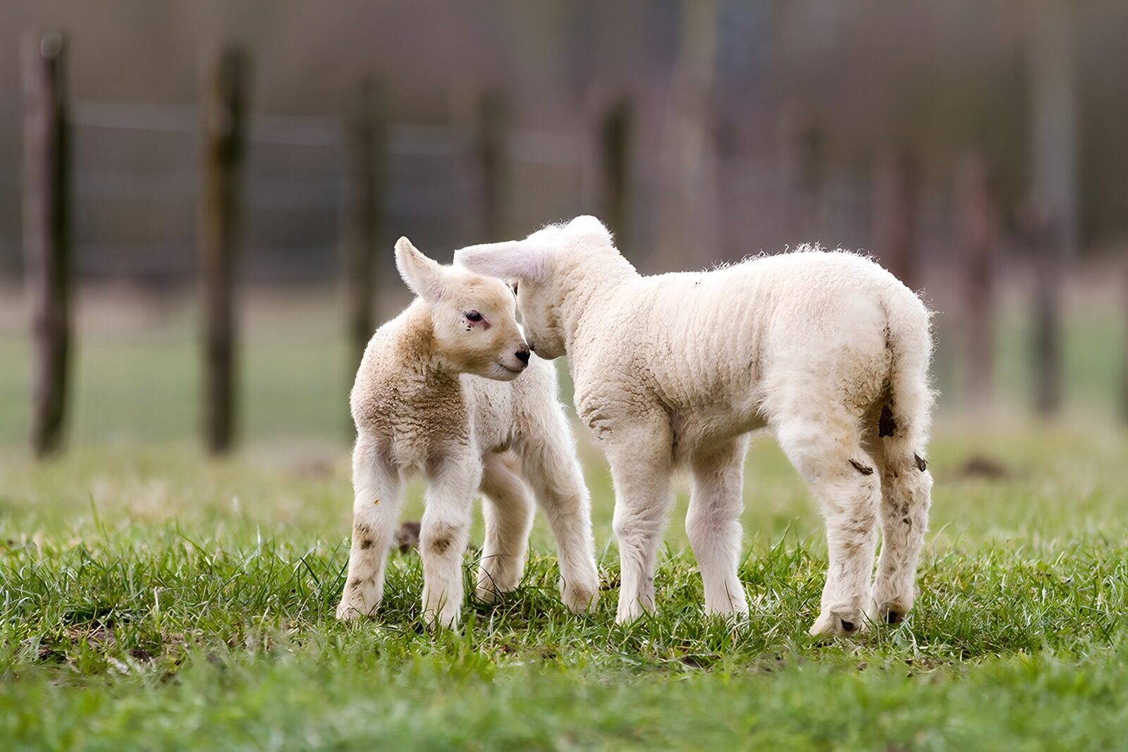 OCUK41306: Playful Lambs in a Green Meadow