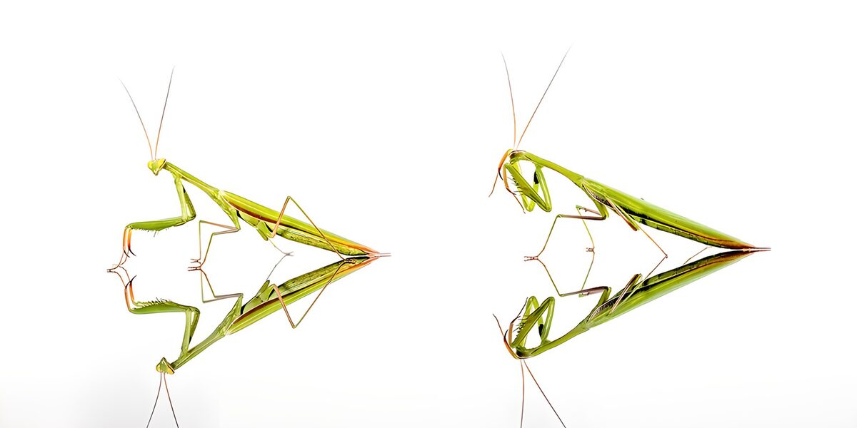 OCUK44806: Symmetrical Mantis Reflection
