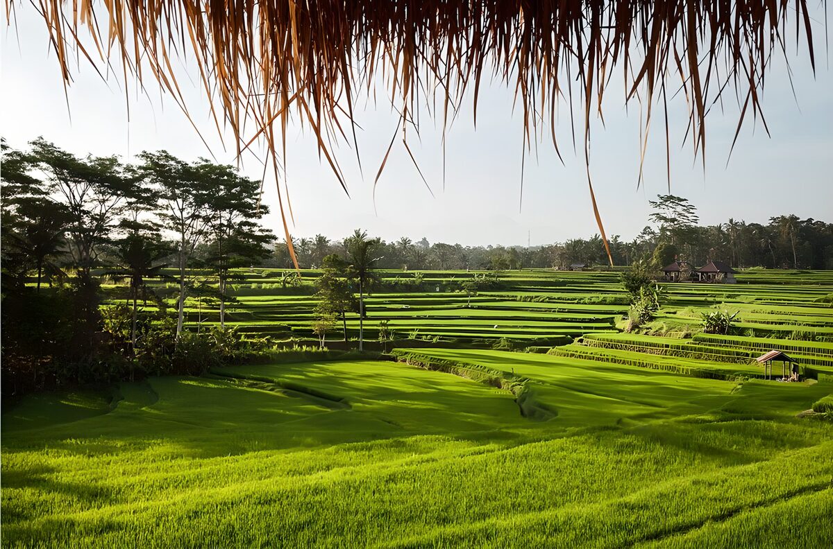 Lush Green Rice Terraces