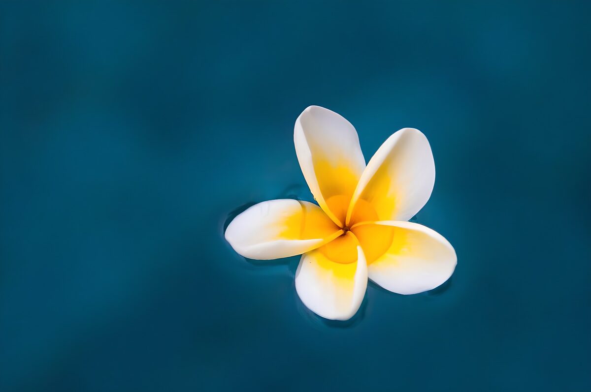 OCUK32754: Serene Plumeria Blossom on Water