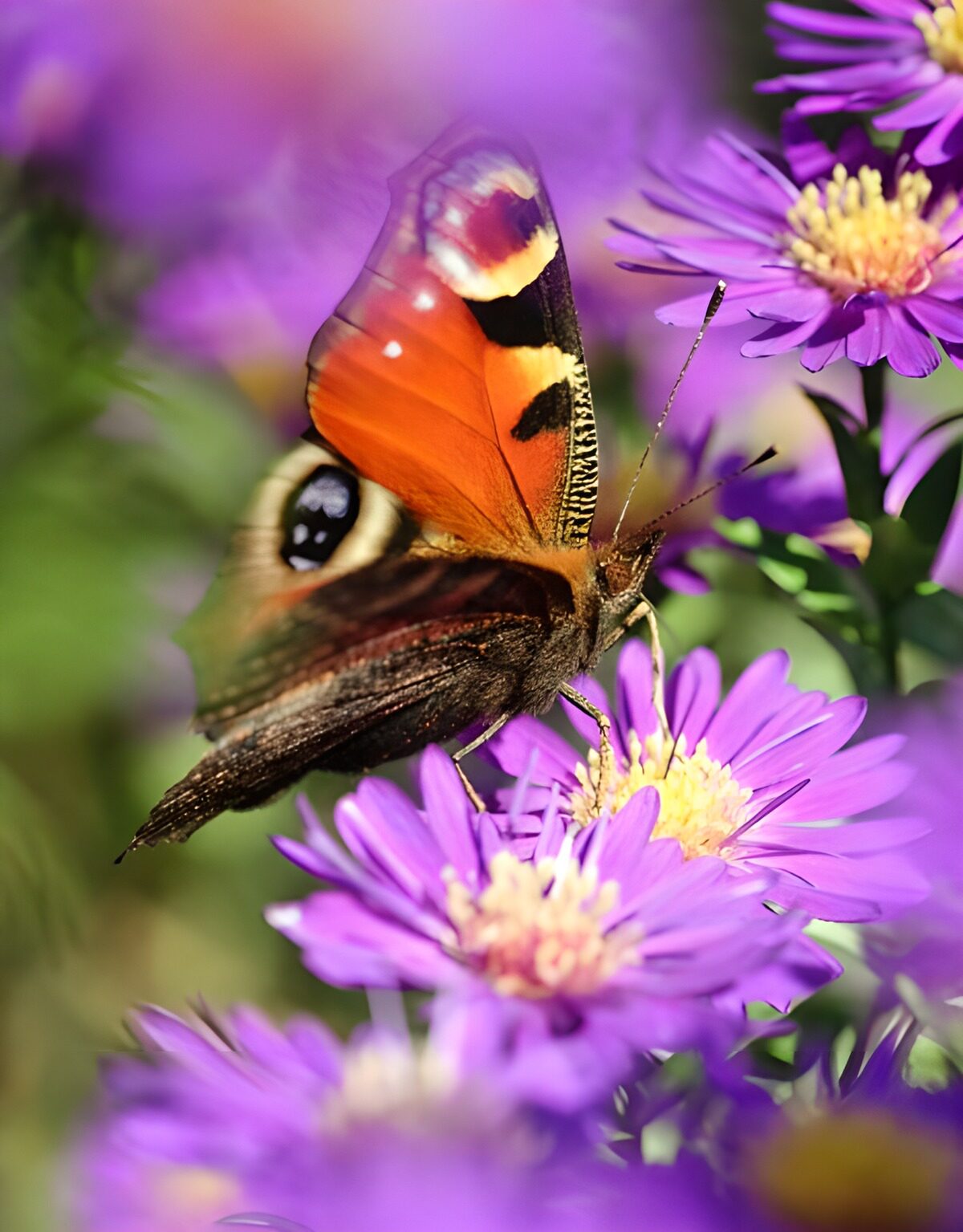 OCUK22377: Butterflies 22
