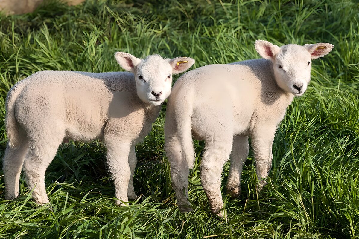 Playful Lambs in Green Pasture