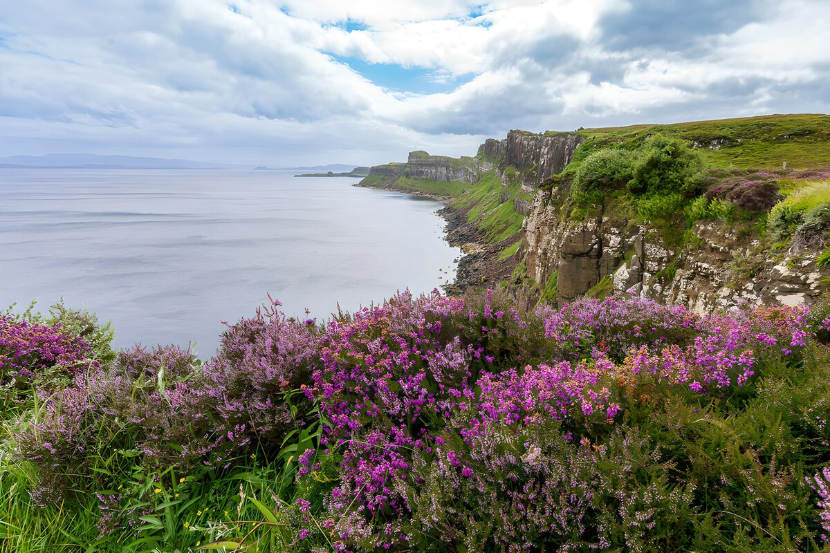 Coastal Serenity with Purple Blooms
