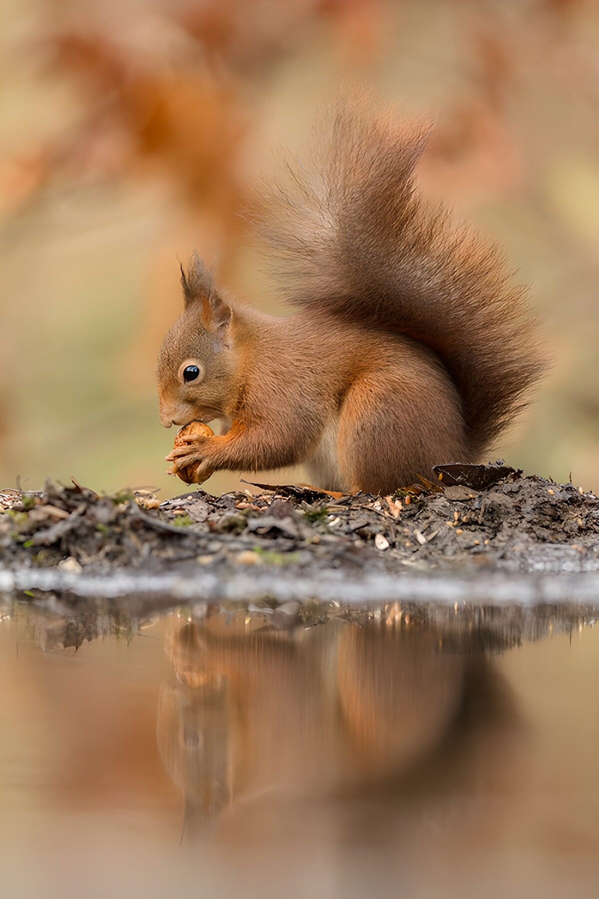 Cute Squirrel Enjoying Its Snack