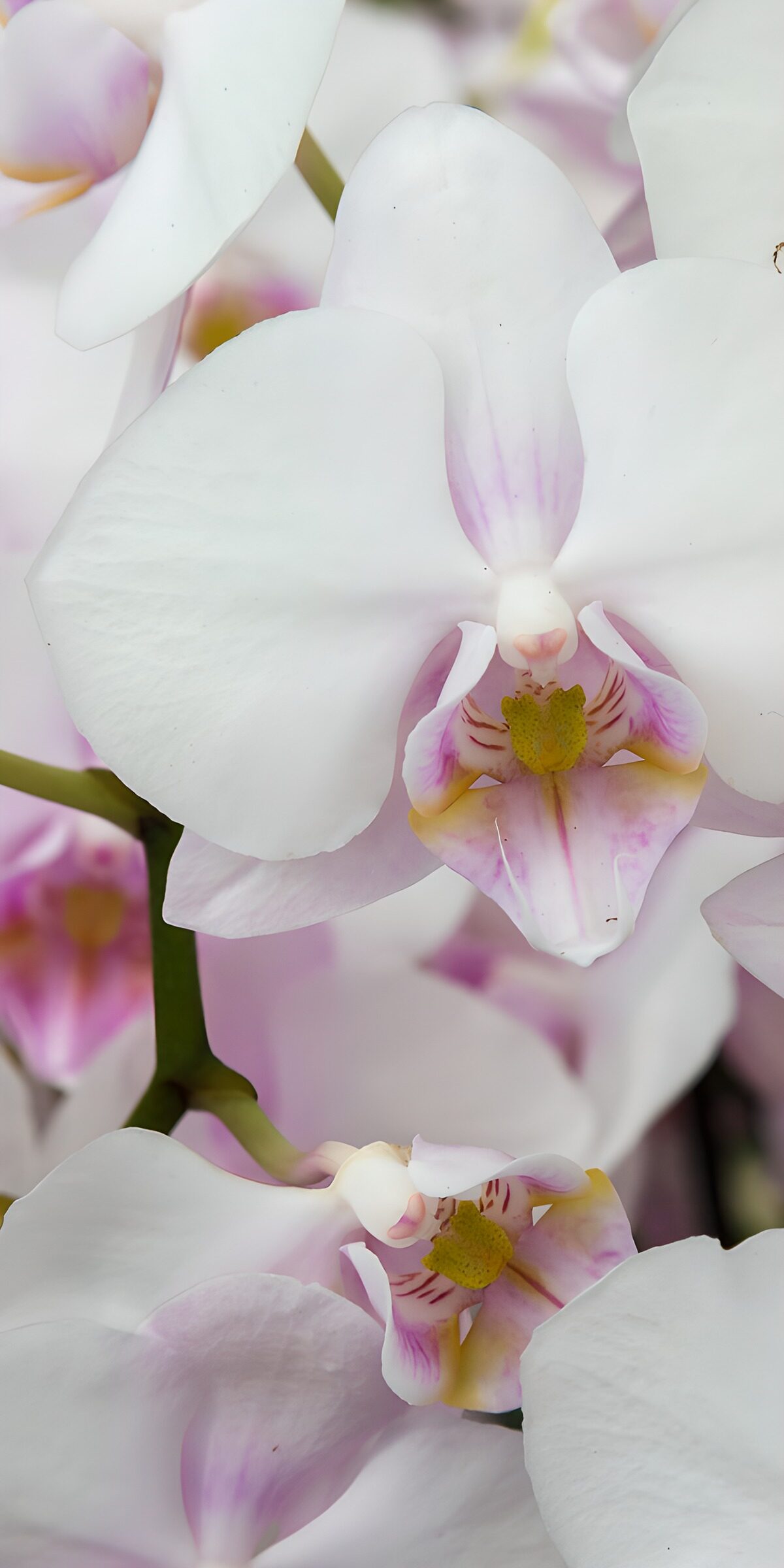 OCUK16716: Delicate White Orchid Blooms