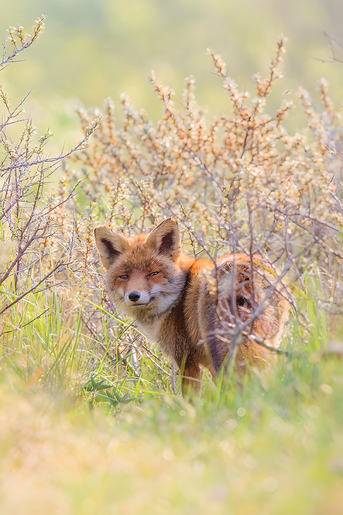OCUK49862: Cunning Encounter in Nature