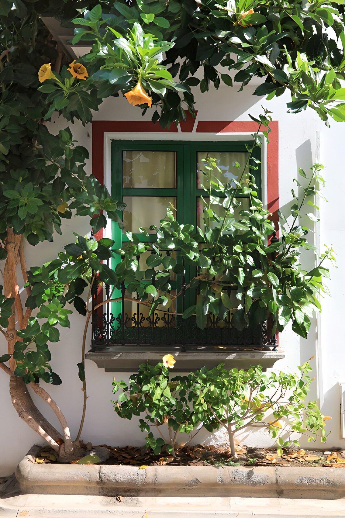 OCUK54864: Lush Green Window in a Quiet Alley