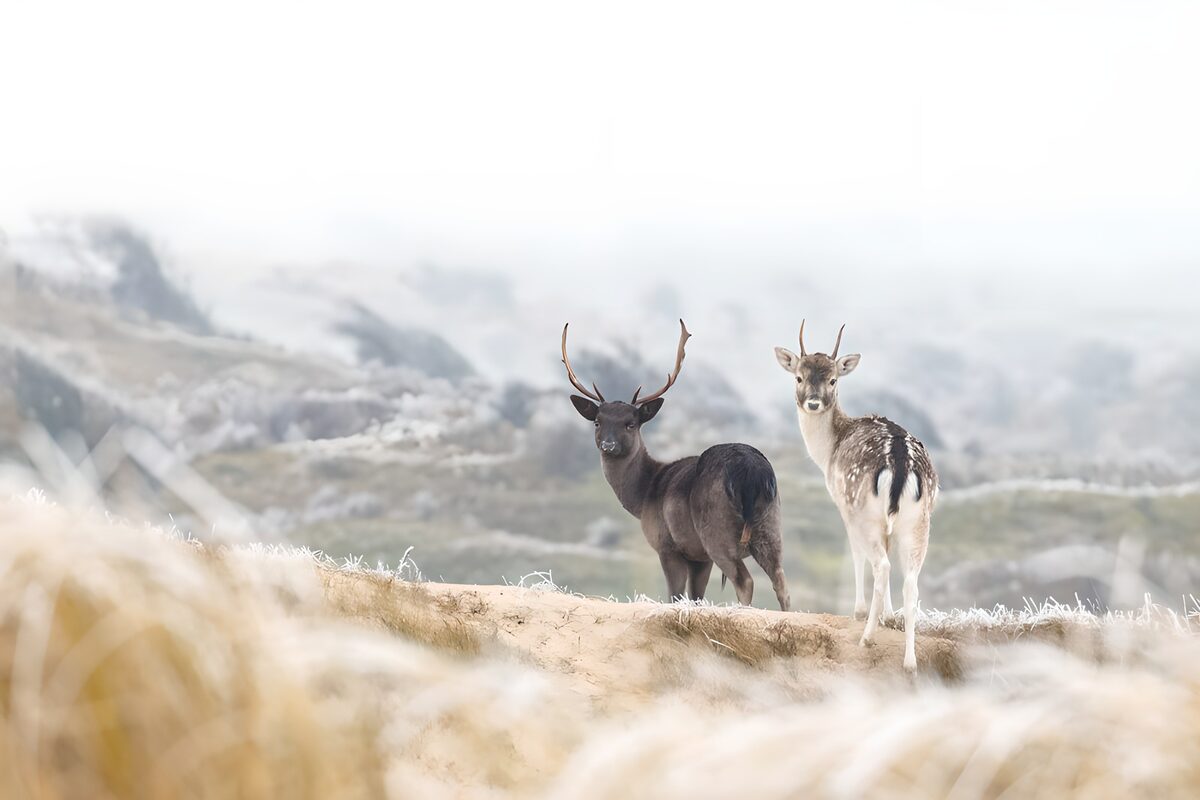 OCUK79120: Misty Encounter with Deer